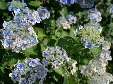 横浜イングリッシュガーデンに投稿された画像（2024/6/16）