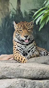 天王寺動物園に投稿された画像（2024/6/16）