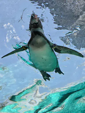 天王寺動物園に投稿された画像（2024/6/16）