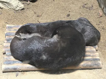 世界淡水魚園水族館　アクア・トトぎふに投稿された画像（2024/6/16）