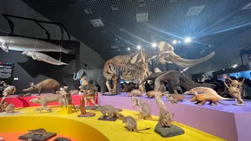 特別展「大哺乳類展３－わけてつなげて大行進」に投稿された画像（2024/6/16）