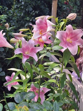 横浜イングリッシュガーデンに投稿された画像（2024/6/16）