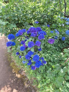 横浜イングリッシュガーデンに投稿された画像（2024/6/16）