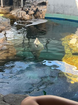 しながわ水族館に投稿された画像（2024/6/16）