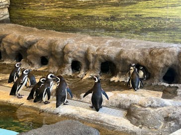 しながわ水族館に投稿された画像（2024/6/16）