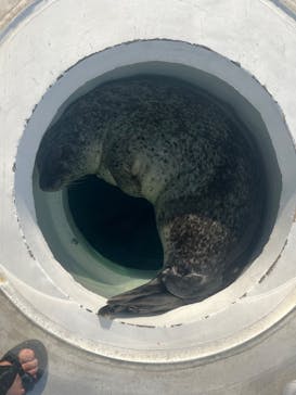 しながわ水族館に投稿された画像（2024/6/16）
