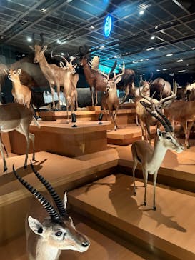 国立科学博物館に投稿された画像（2024/6/16）