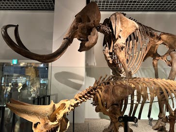 国立科学博物館に投稿された画像（2024/6/16）