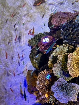 竹島水族館に投稿された画像（2024/6/16）