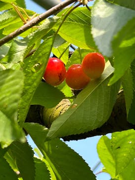 果実の里 原田農園に投稿された画像（2024/6/16）