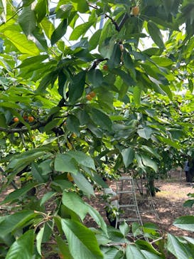 果実の里 原田農園に投稿された画像（2024/6/16）