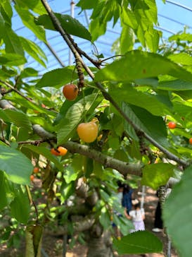 果実の里 原田農園に投稿された画像（2024/6/16）