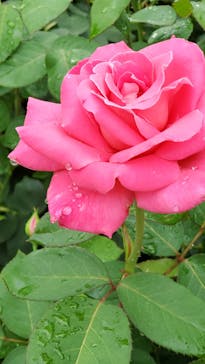 京成バラ園に投稿された画像（2024/6/16）