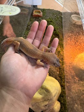 いきもの探検隊上尾に投稿された画像（2024/6/16）