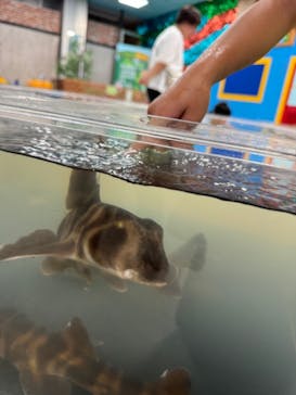 いきもの探検隊上尾に投稿された画像（2024/6/16）