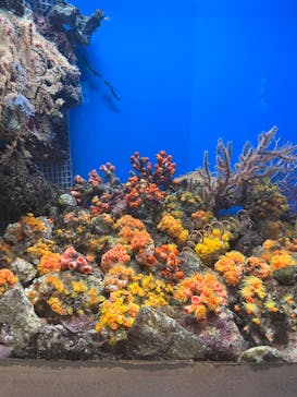 しながわ水族館に投稿された画像（2024/6/16）