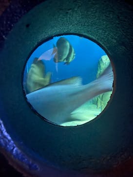 しながわ水族館に投稿された画像（2024/6/16）
