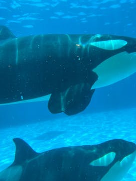 鴨川シーワールドに投稿された画像（2024/6/16）