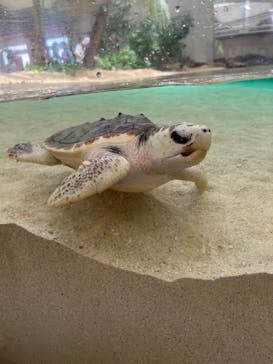 鴨川シーワールドに投稿された画像（2024/6/16）