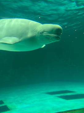 鴨川シーワールドに投稿された画像（2024/6/16）