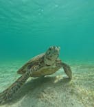 nico 宮古島に投稿された画像（2024/6/16）