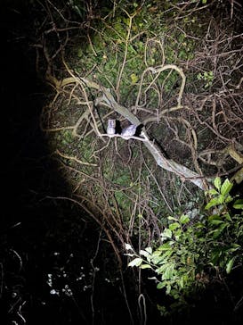 宮古島マリン SUGAR3（シュガースリー）に投稿された画像（2024/6/16）