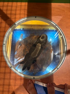 国立科学博物館に投稿された画像（2024/6/16）