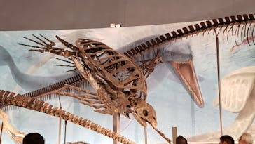 福井県立恐竜博物館に投稿された画像（2024/6/16）