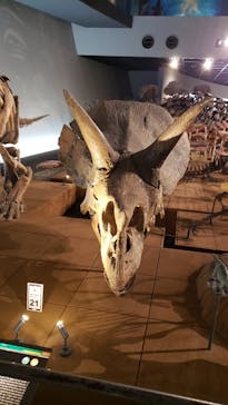 福井県立恐竜博物館に投稿された画像（2024/6/16）