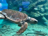 名古屋港水族館に投稿された画像（2024/6/16）