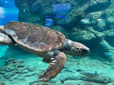 名古屋港水族館に投稿された画像（2024/6/16）