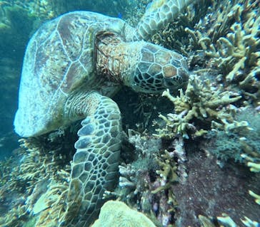 宮古島 ADVENTURE PiPi（ミヤコジマ アドベンチャー ピピ）に投稿された画像（2024/6/16）