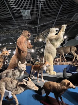 特別展「大哺乳類展３－わけてつなげて大行進」に投稿された画像（2024/6/16）