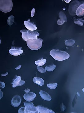 サンシャイン水族館に投稿された画像（2024/6/16）