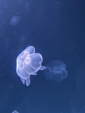 サンシャイン水族館に投稿された画像（2024/6/16）