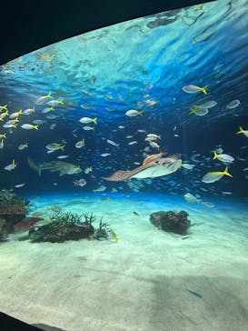 サンシャイン水族館に投稿された画像（2024/6/16）