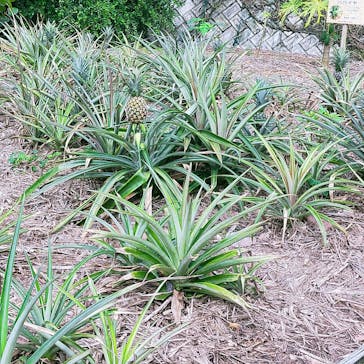 おきなわワールドに投稿された画像（2024/6/16）