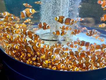 鴨川シーワールドに投稿された画像（2024/6/16）