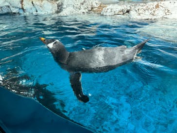 鴨川シーワールドに投稿された画像（2024/6/16）