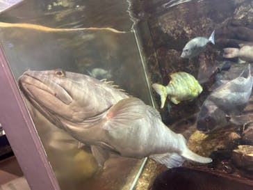 鴨川シーワールドに投稿された画像（2024/6/16）