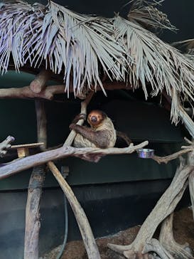 カワスイ 川崎⽔族館に投稿された画像（2024/6/16）