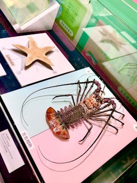 国立科学博物館に投稿された画像（2024/6/16）