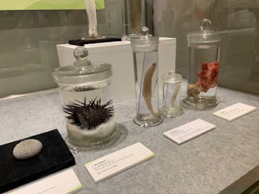 国立科学博物館に投稿された画像（2024/6/16）