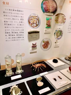 国立科学博物館に投稿された画像（2024/6/16）