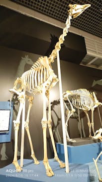特別展「大哺乳類展３－わけてつなげて大行進」に投稿された画像（2024/6/16）