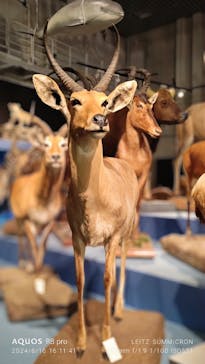 特別展「大哺乳類展３－わけてつなげて大行進」に投稿された画像（2024/6/16）