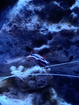 沖縄美ら海水族館に投稿された画像（2024/6/16）