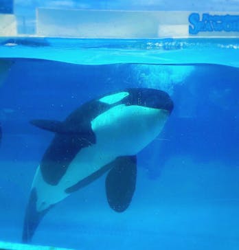鴨川シーワールドに投稿された画像（2024/6/16）