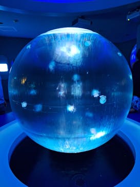 新江ノ島水族館に投稿された画像（2024/6/16）