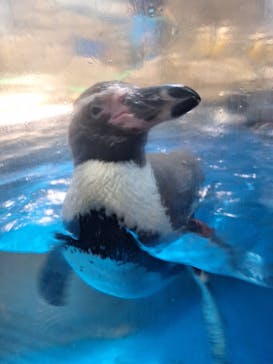 新江ノ島水族館に投稿された画像（2024/6/16）